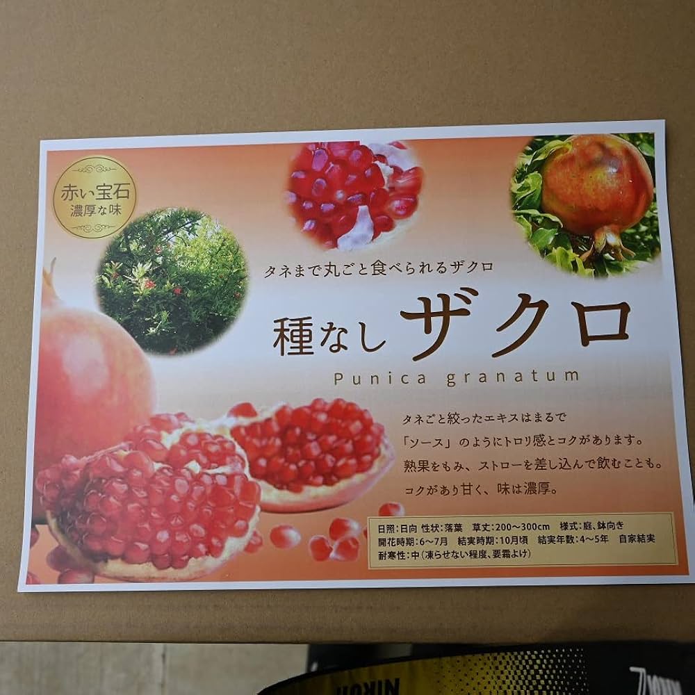 Amazon.co.jp: 種無石榴 ザクロ苗 種無しざくろ苗木 接ぎ木2年